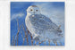 2495701 :: Impression sur metal brossé